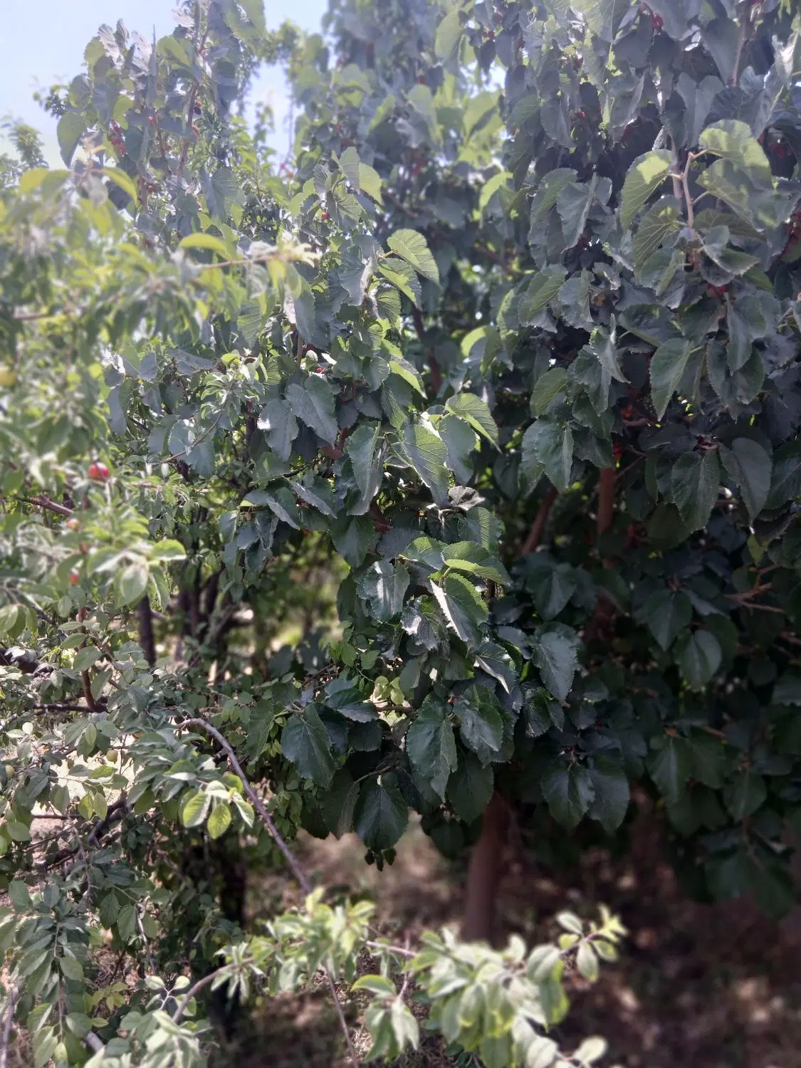 باغ فروشی
