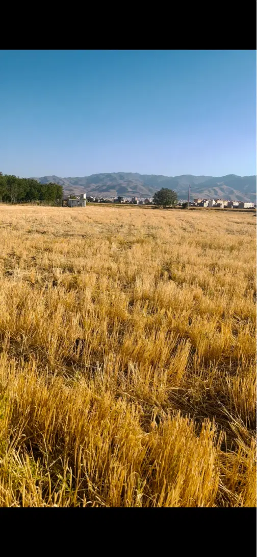 زمین کشاورزی