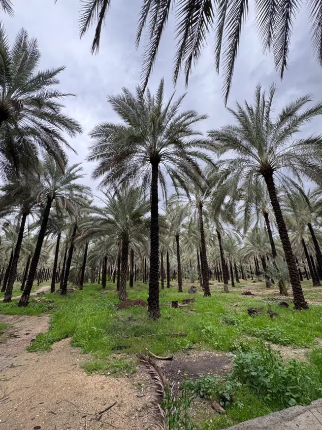 زمین دژگاه