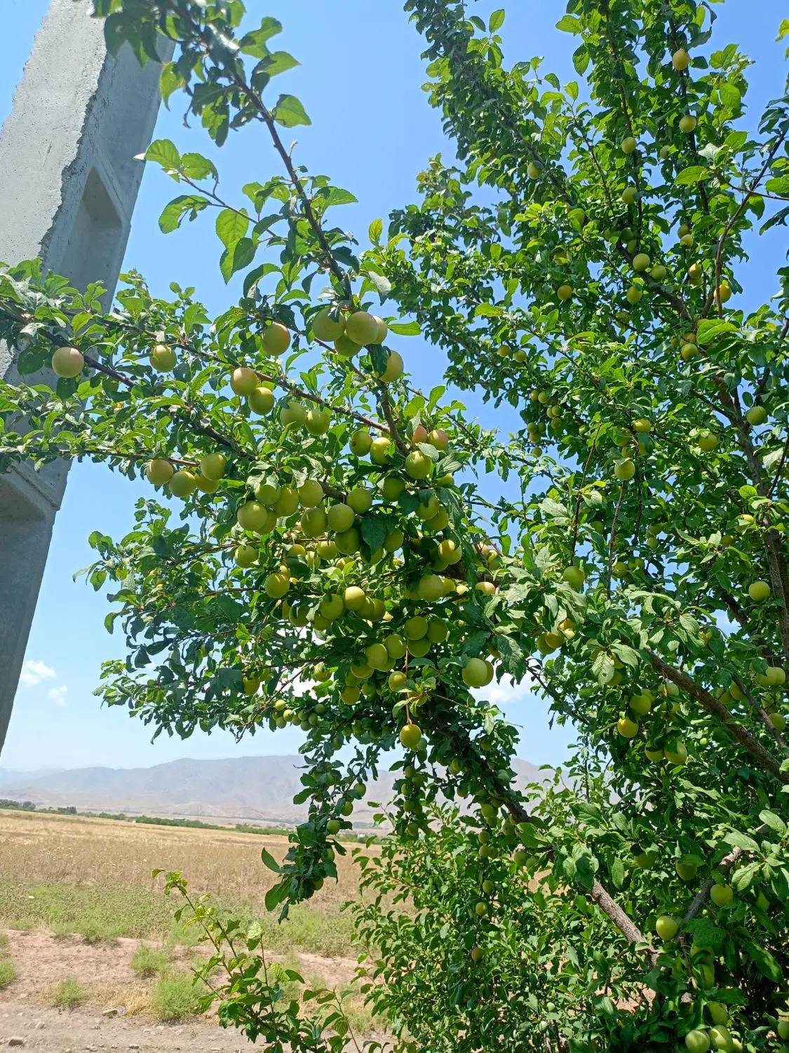 فروش باغ آلو