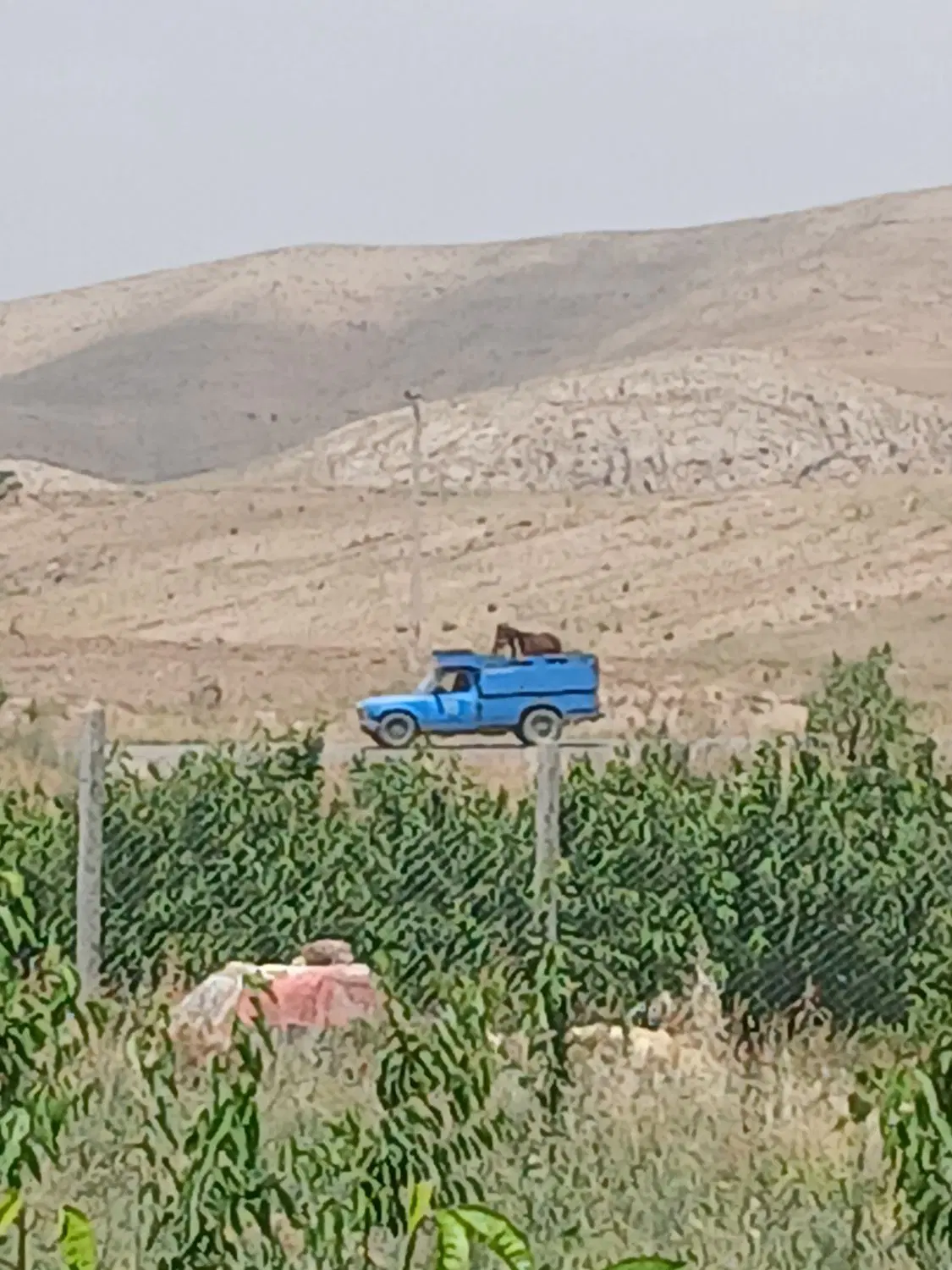 باغ کنار جاده اصلی بجنورد اسفراین