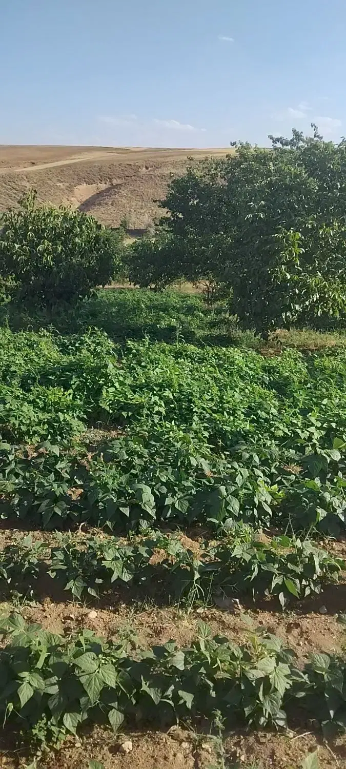 باغ