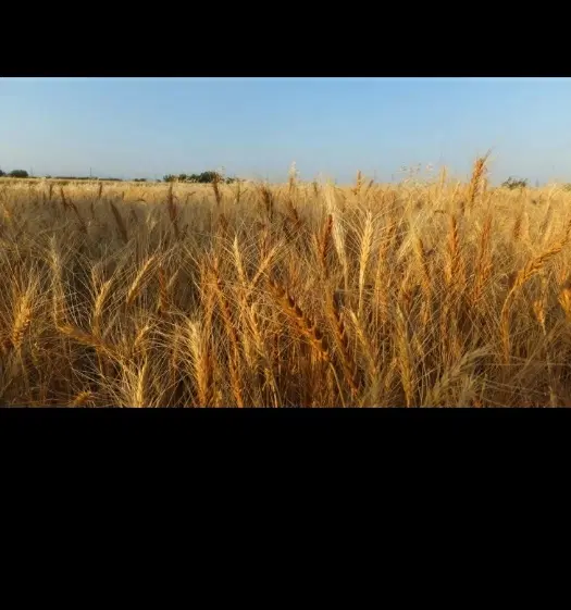 فروش ۸  جریب زمین کشاورزی با اب  بین اسد اباد