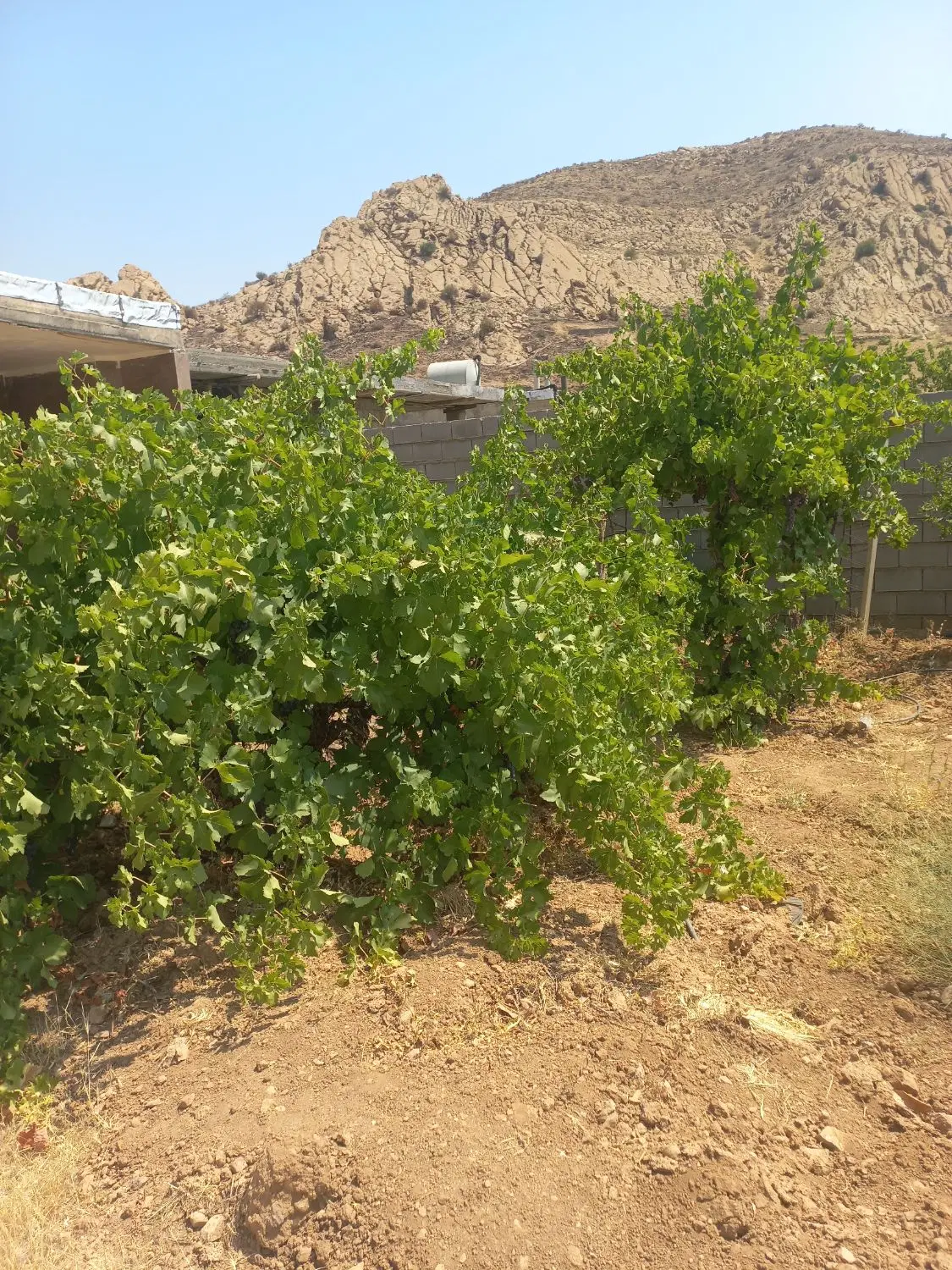 باغ ۱۰۰۰ متری در کلستان