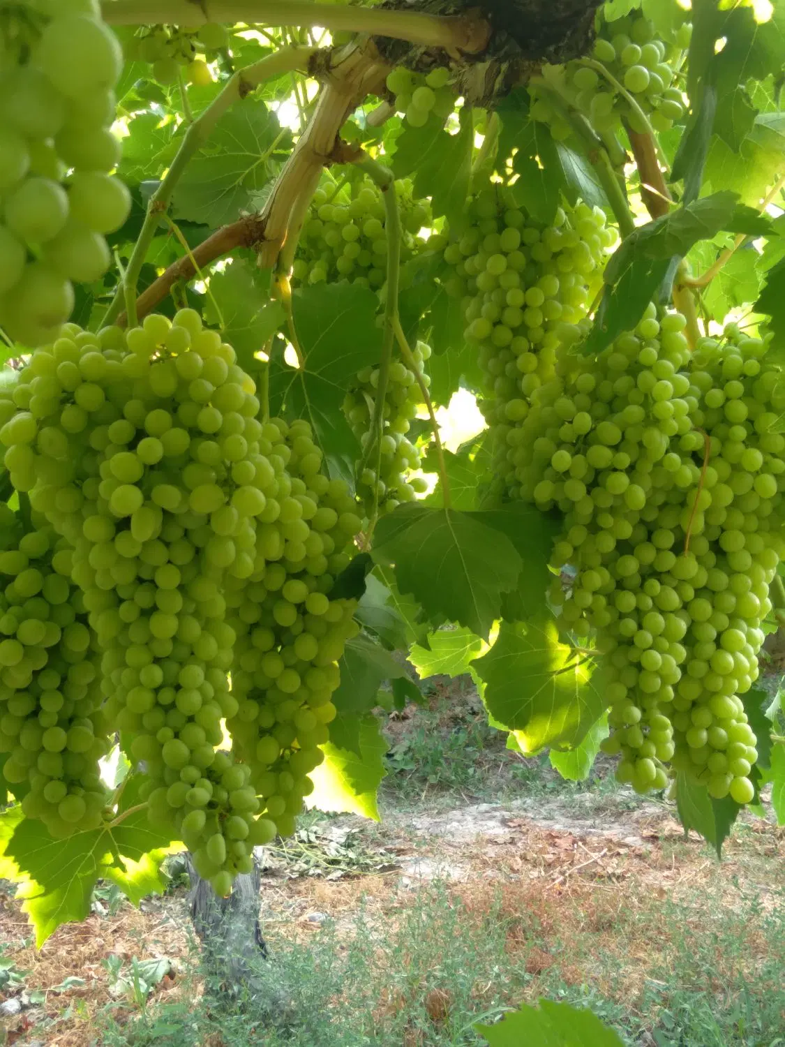 اجاره باغ انگور