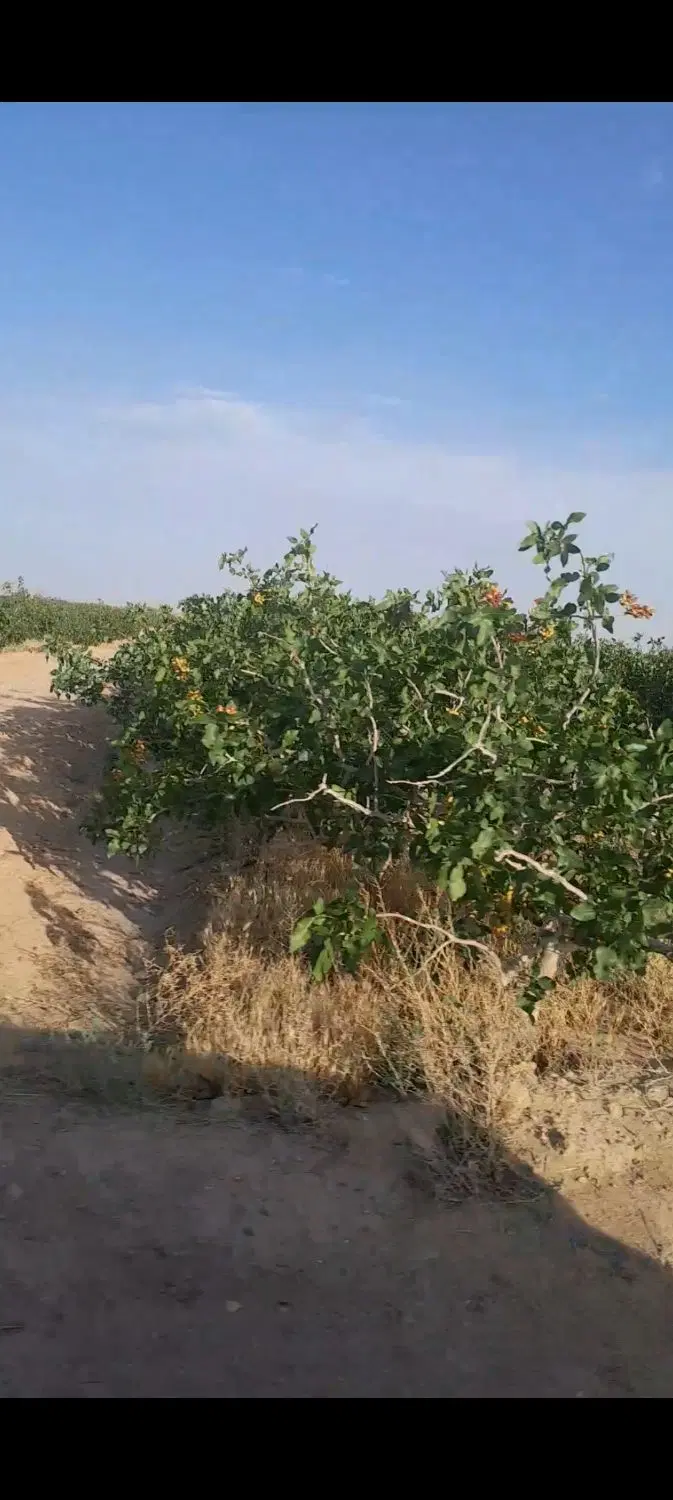 فروش آب و باغ پسته