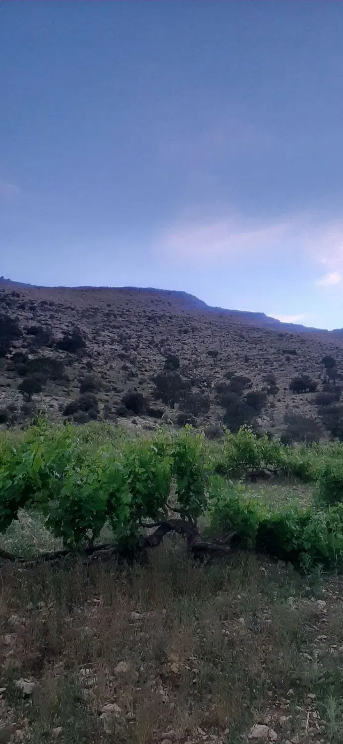 باغ انگوری