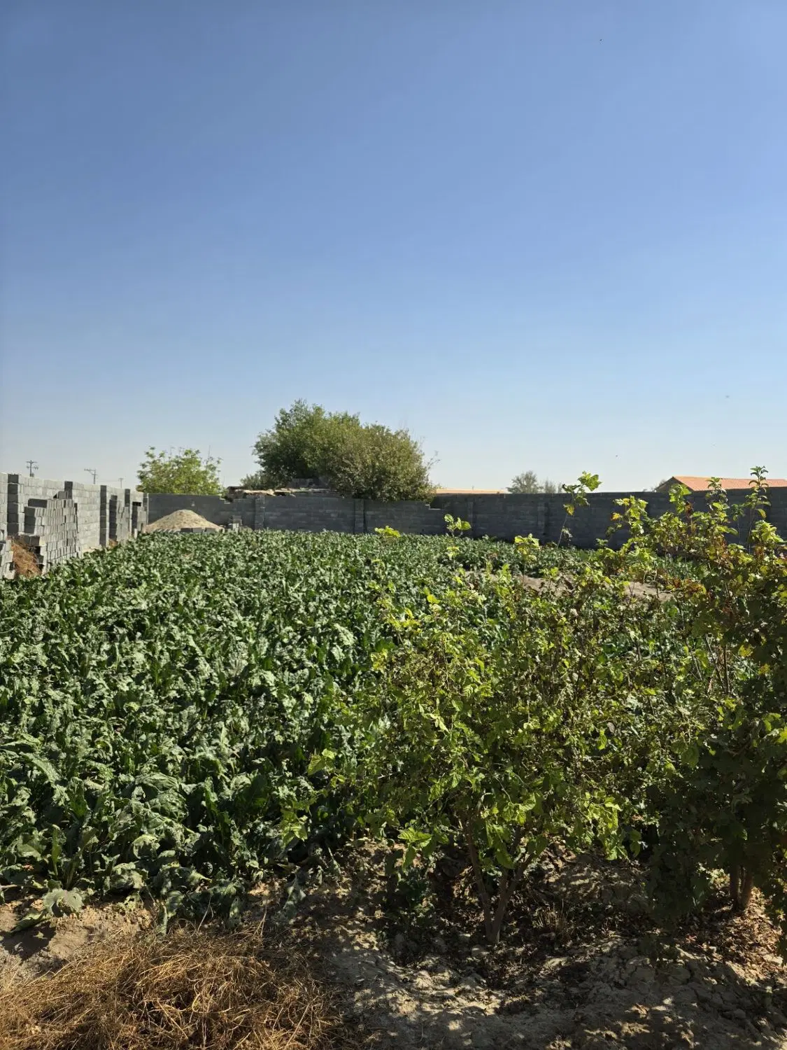۶۰۰متر چهاردیواری با آب و برق صحرابالا تیمیارت