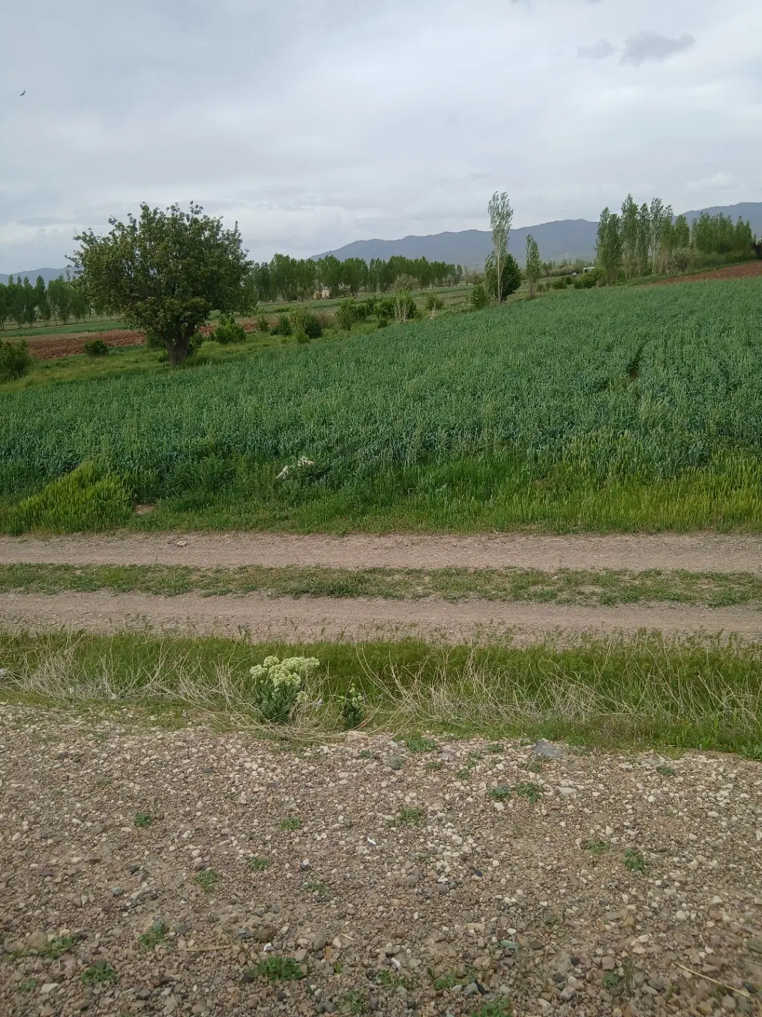باغ دارای سند