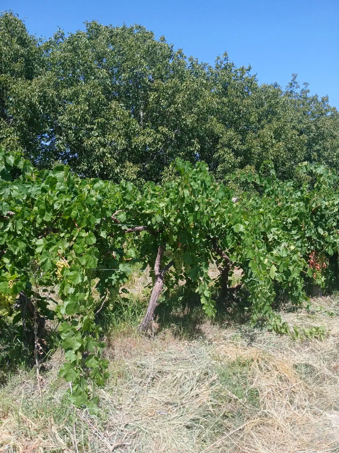 ۱۰۰۰متر باغ ایستاده و درختان گردو روستای گنج اباد