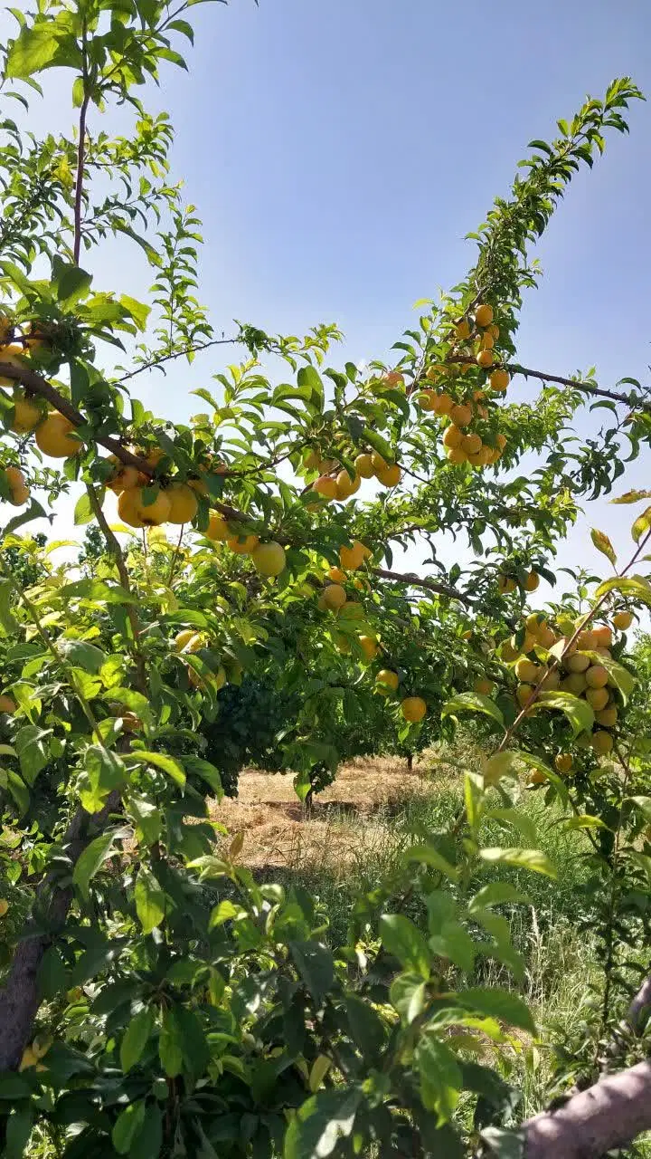باغ ۵۸۰۰متری  دهستان حشمت آباد
