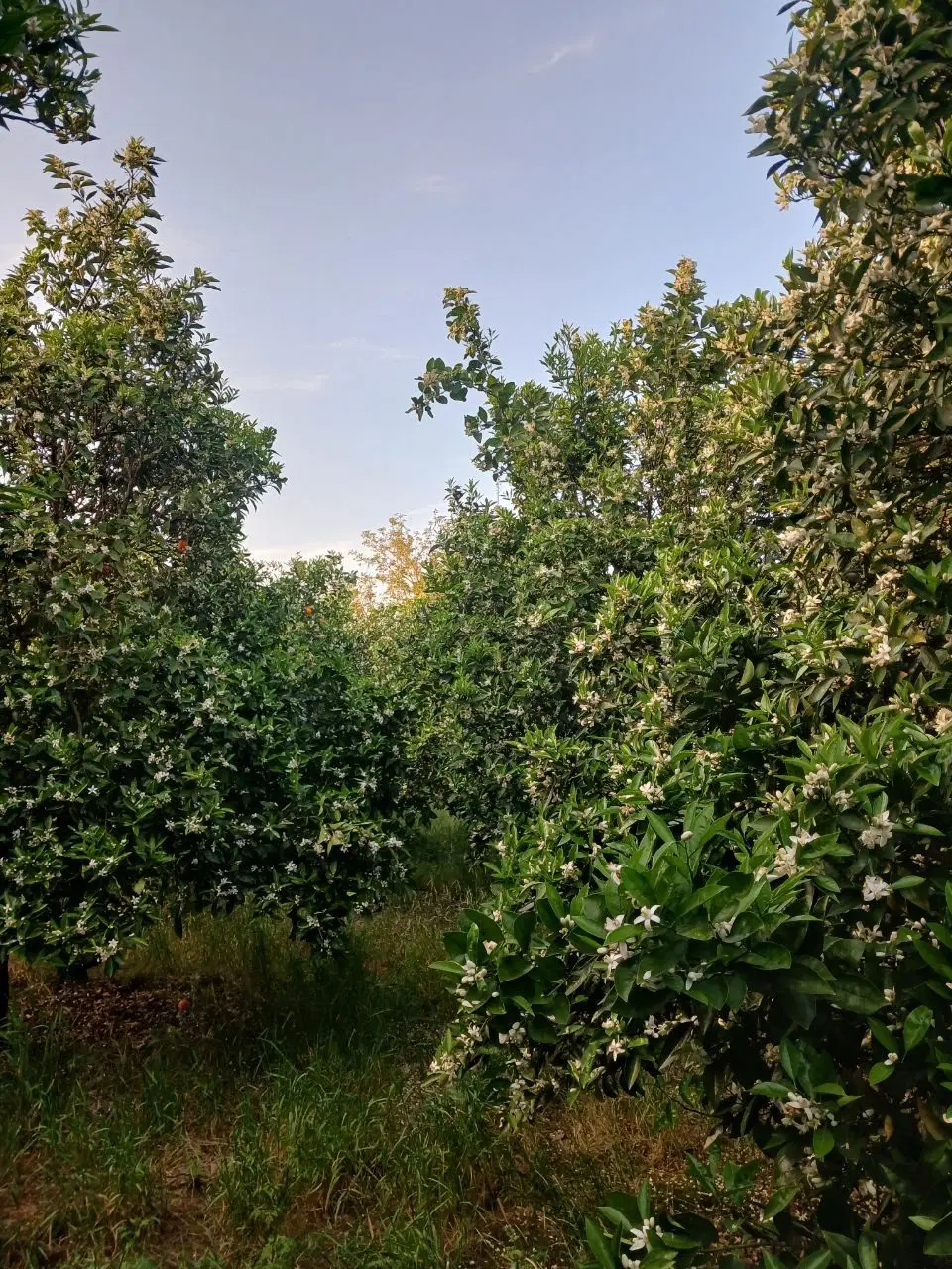 خانه سرا در روستای لنگور