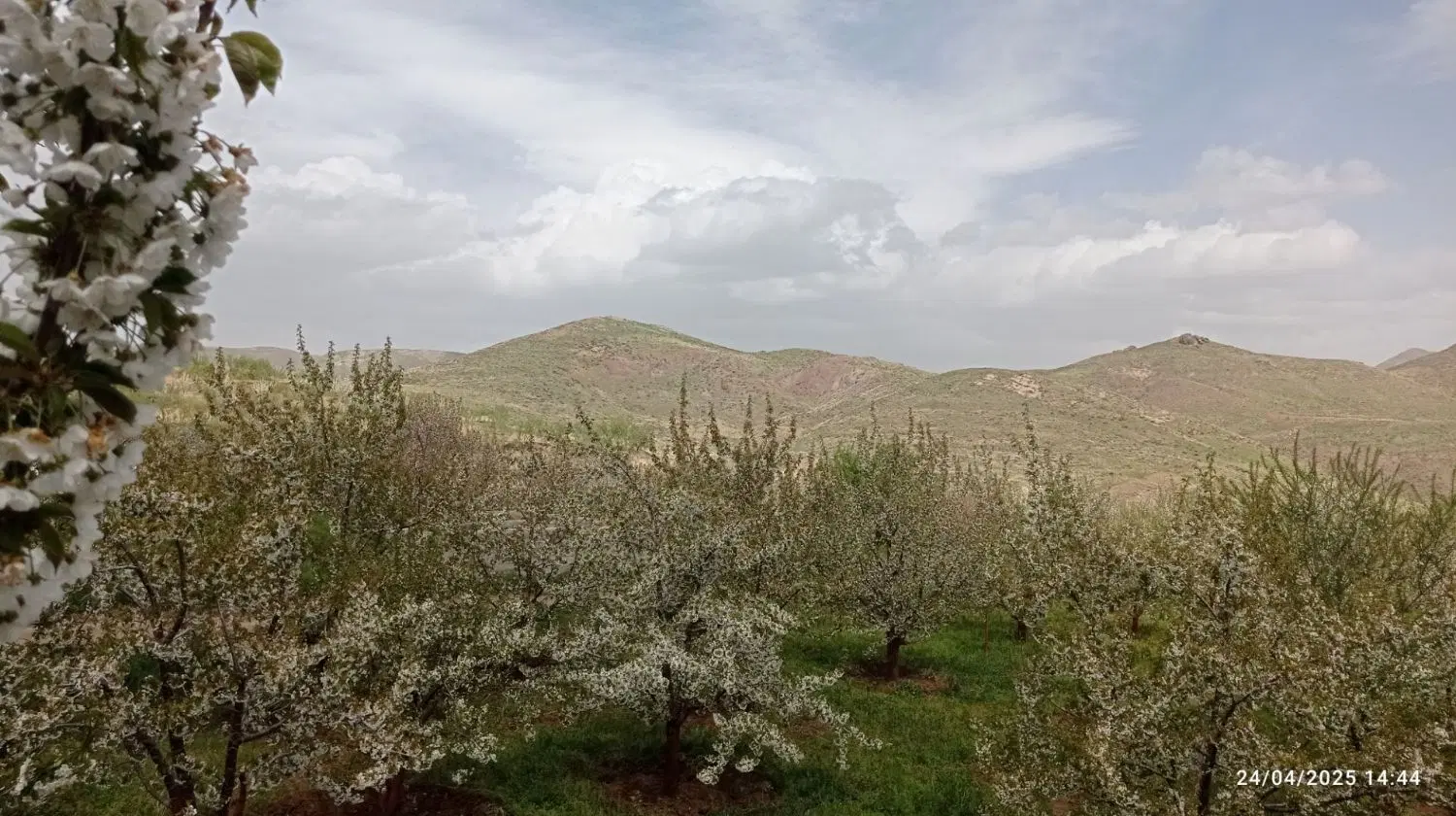 فروش باغ گیلاس