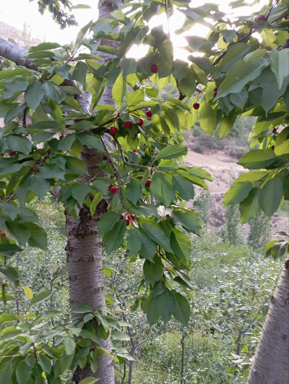 ۹۵۰ متر زمین باغ کنار رودخانه هراز با ویوی دماوند
