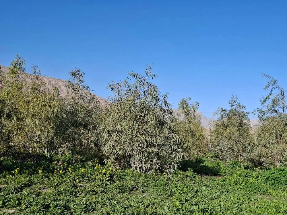 فروش زمین کشاورزی