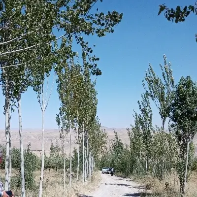 زمین مسکونی و ویلایی در شادباد مشایخ