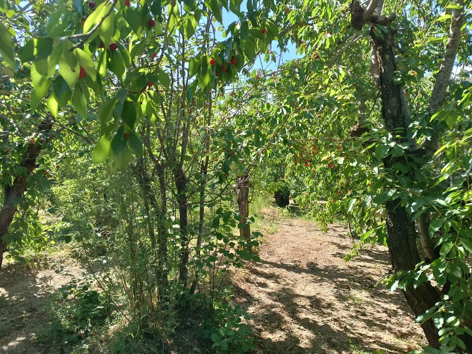 ۶۰۰ متر زمین  بعد سد کرج