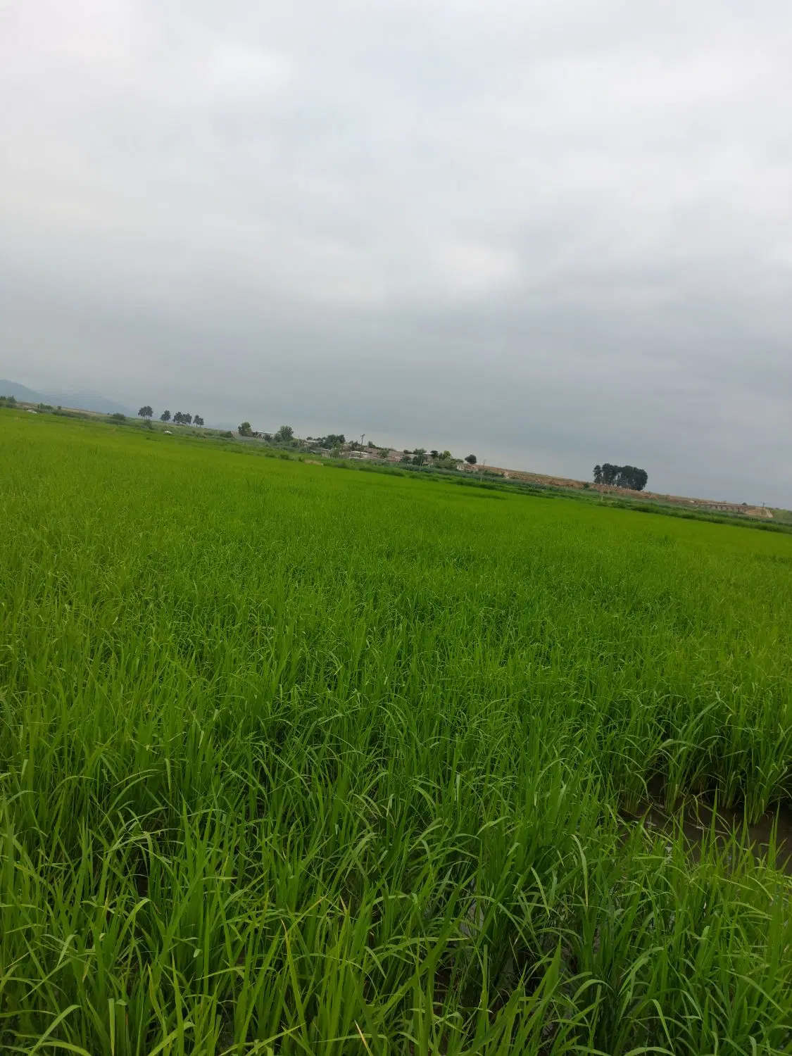 زمین کاربری دار قوجمز