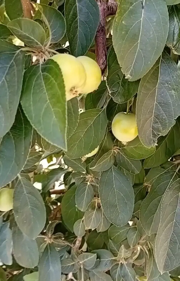 باغ ویلا سیاخ ((هزارباغ))