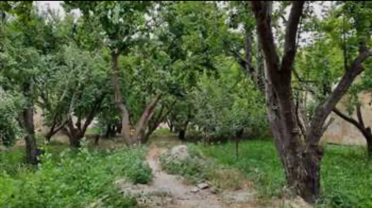 باغچه ملارد