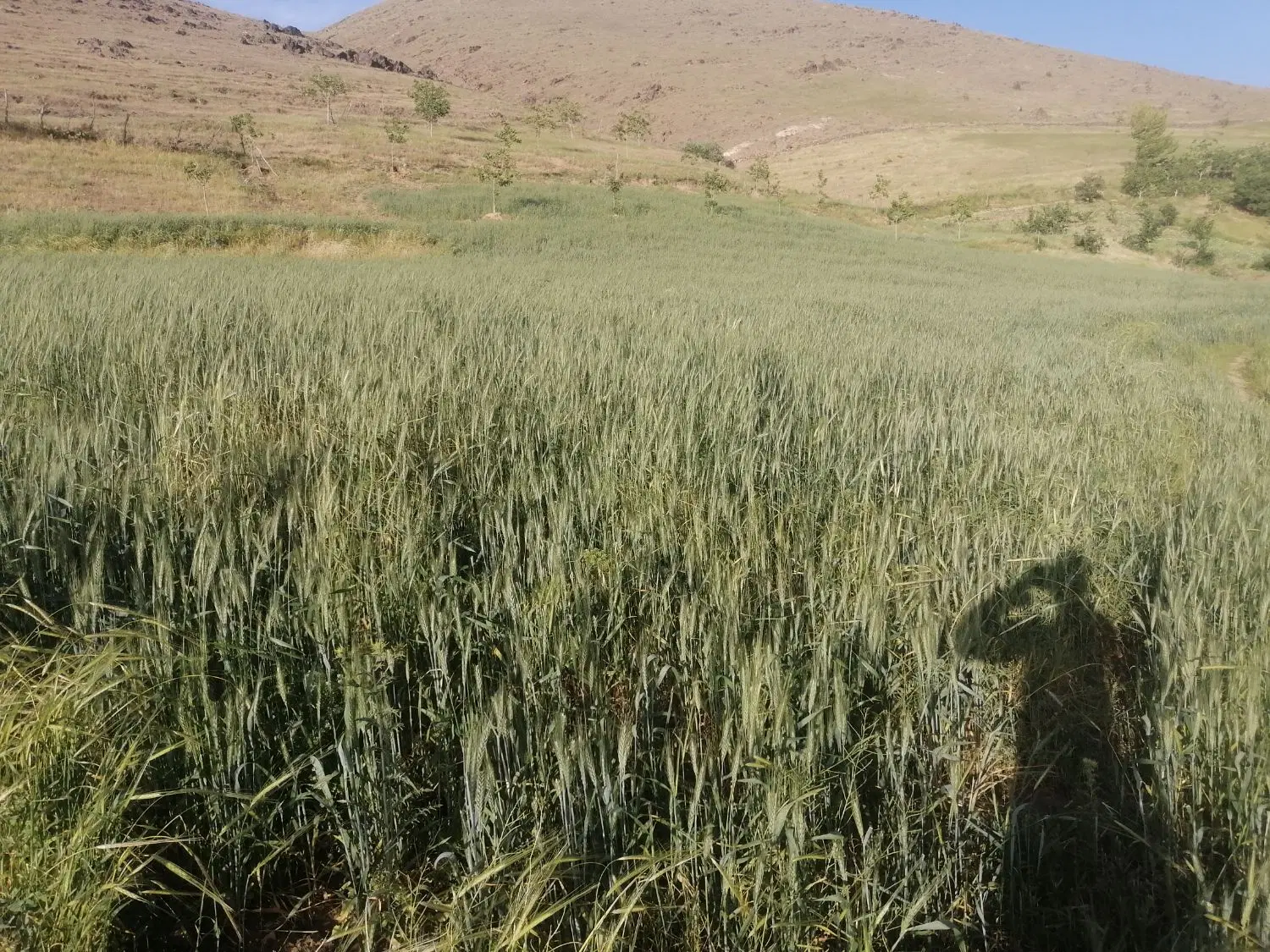 زمین کشاورزی وباغ
