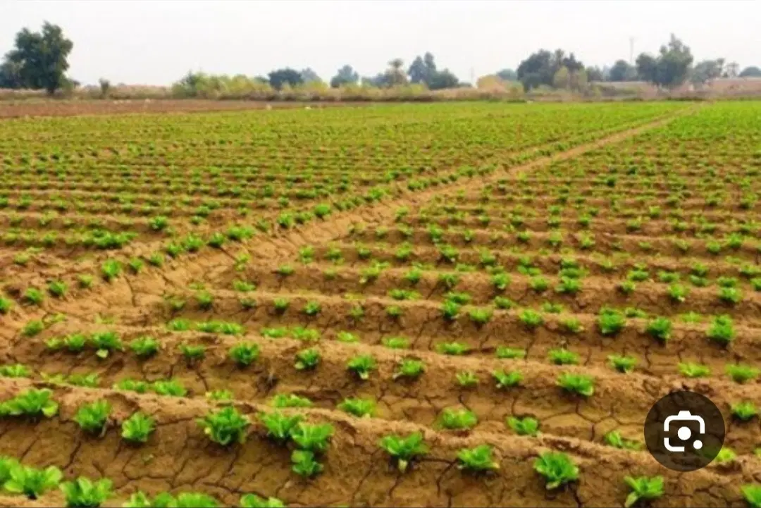 اجاره زمین کشاورزی