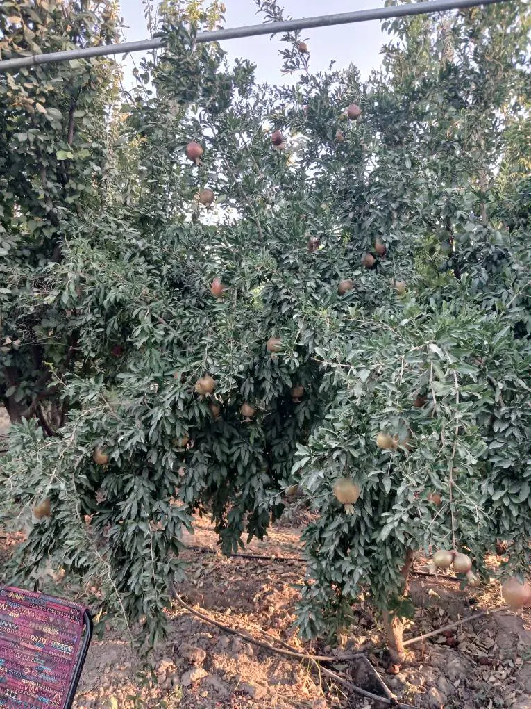 باغ حاصلخیز با انواع درختان میوه