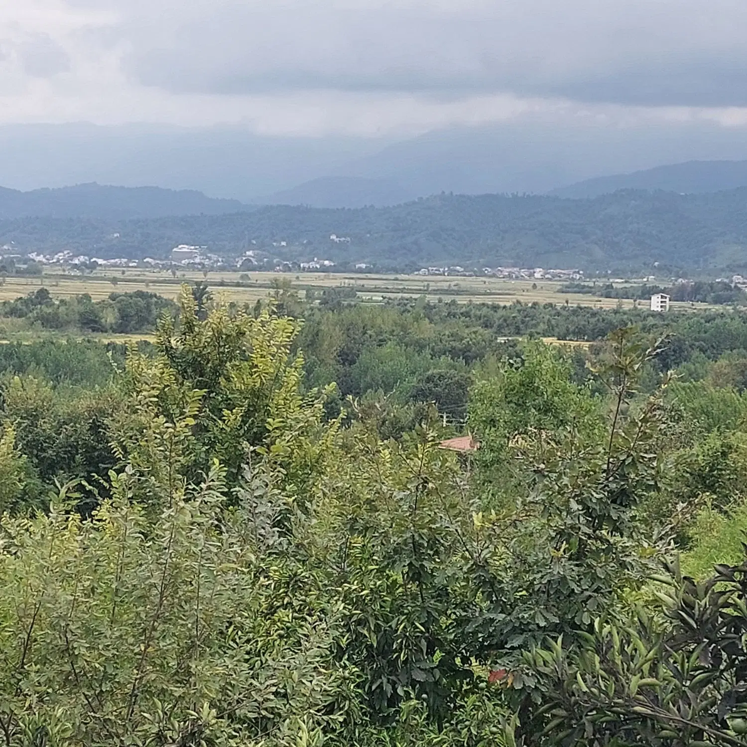 باغ فروشی شمال لنگرود روستای بام کوله
