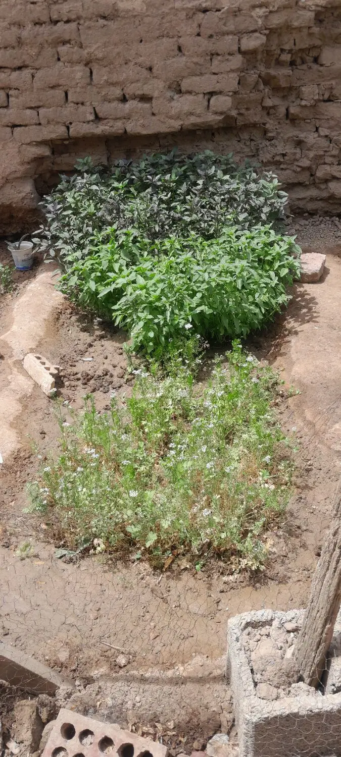 خانه قدیمی اختیاراباد