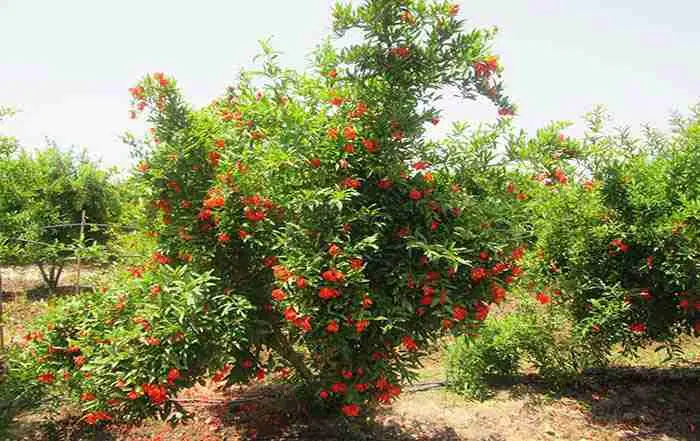 باغ ۲۲۵متر روستای خلج اباد