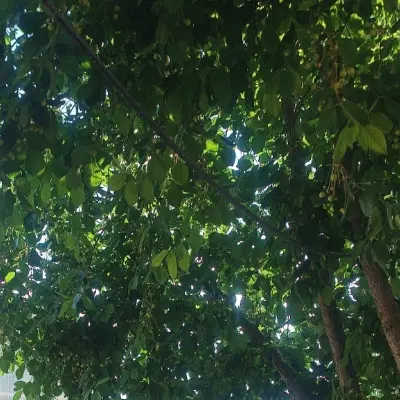 زمین خونه باغی با قیمت منصفانه