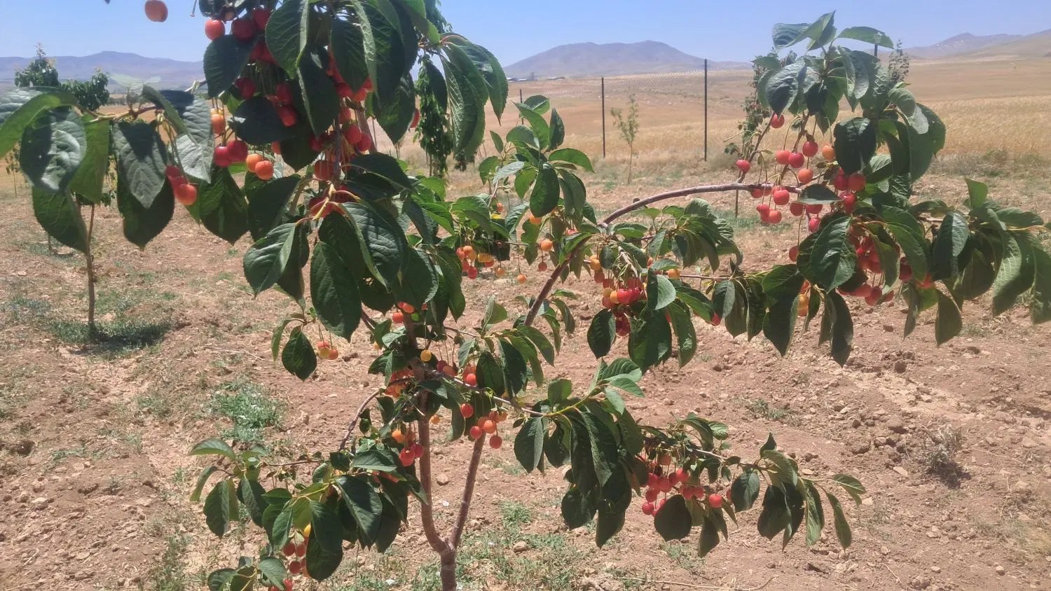 ۲۶۰۰متر باغ میوه ۳ساله سند دار