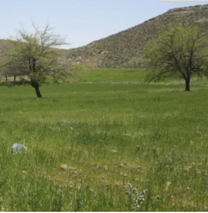 زمین باغ شهری خالد اباد اف۸