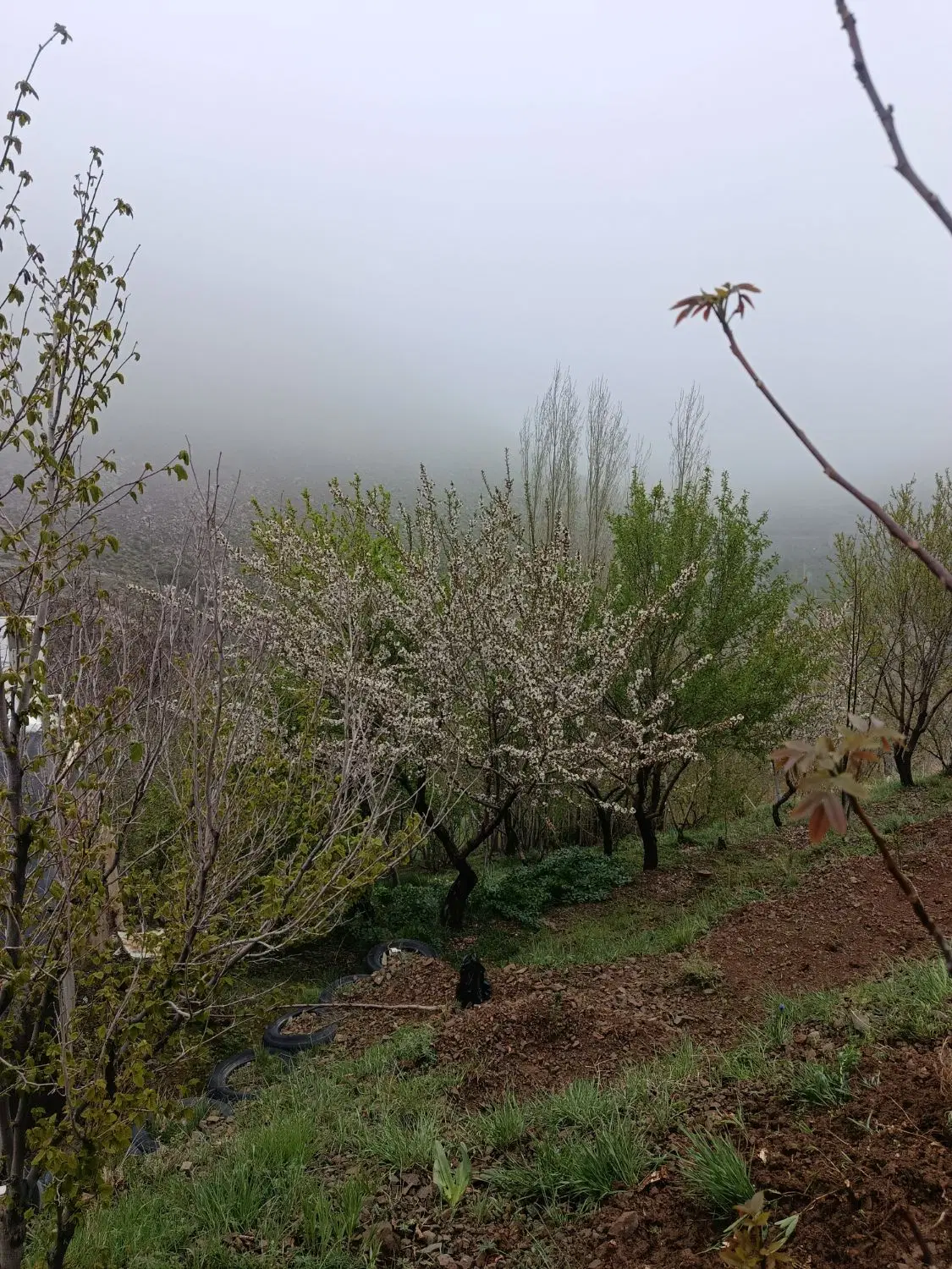 باغ در مسیر شیلاندر روستای علی آباد