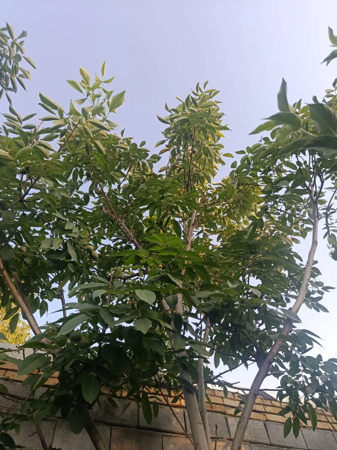 باغ میوه دریکانه