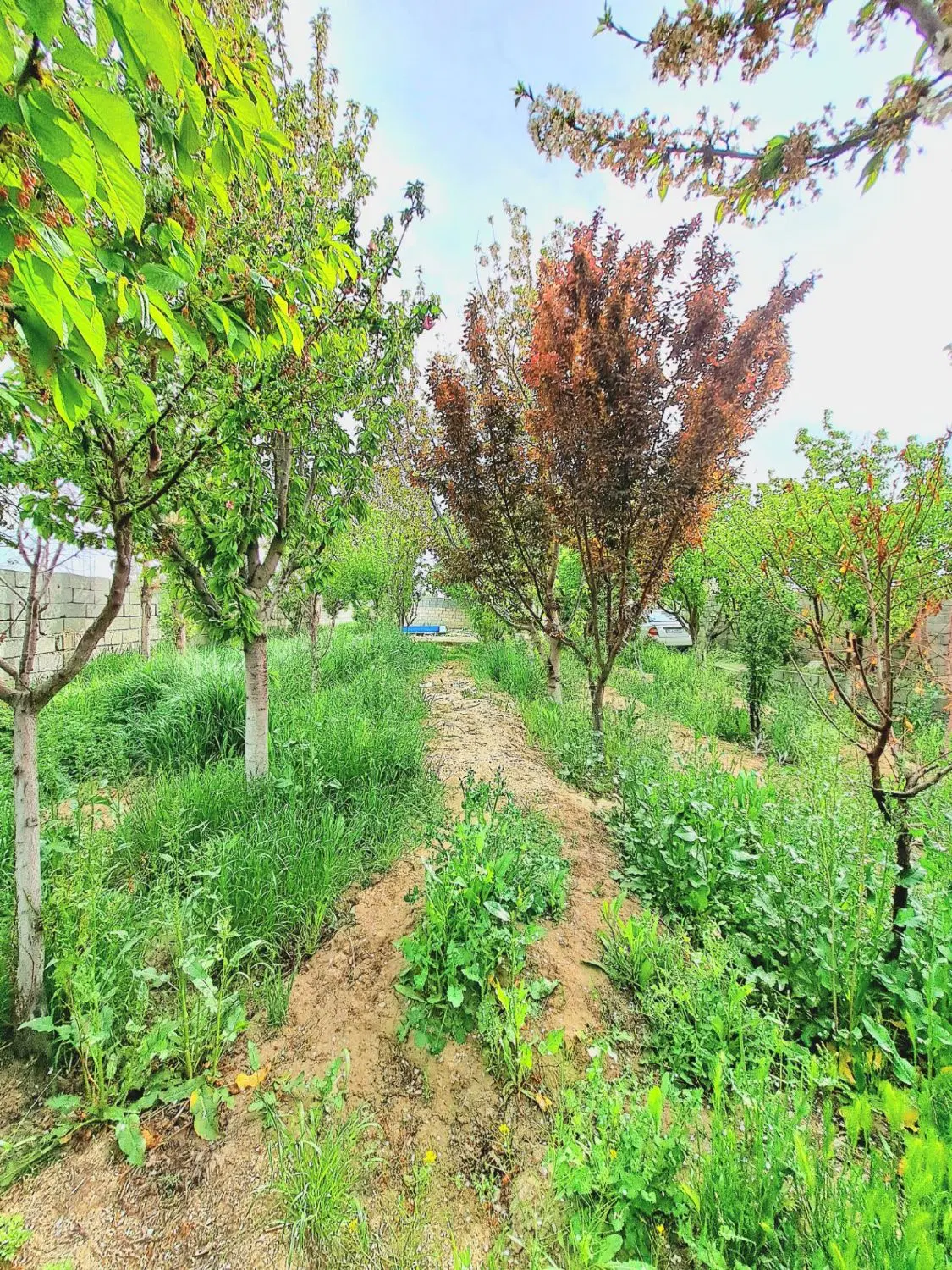 باغچه ۵۰۰ متر معاوظه