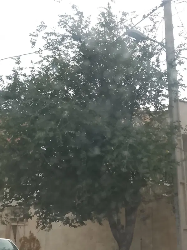 زمین مسکونی سرابله