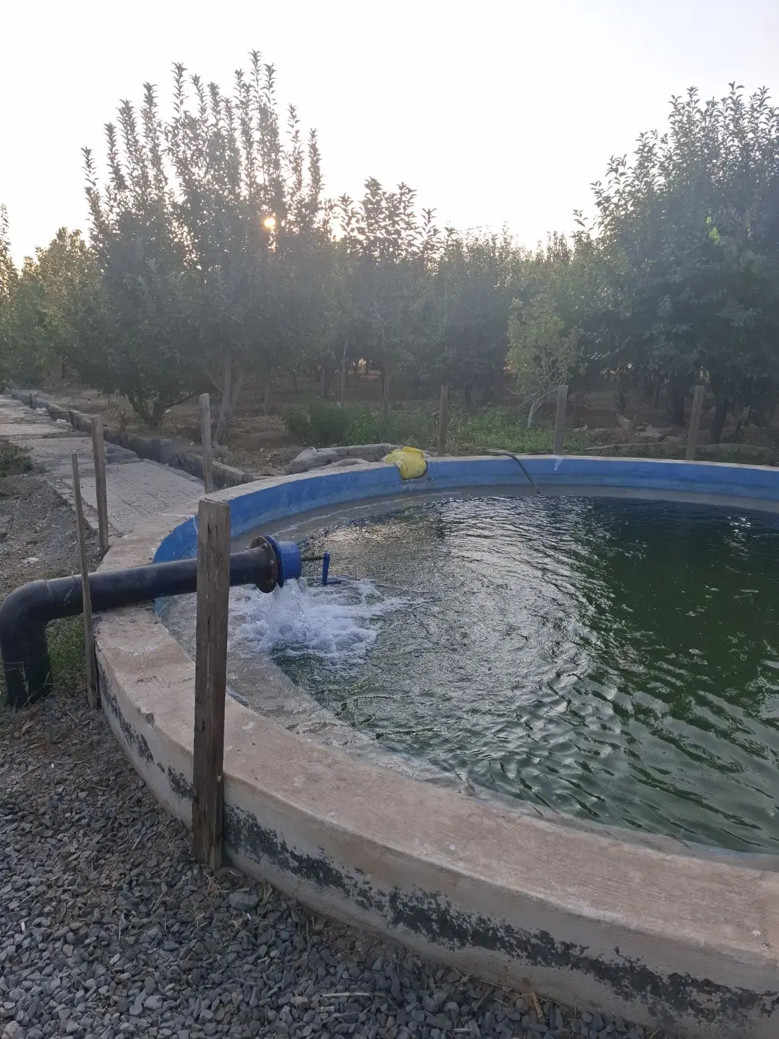 باغ میوه و استخر