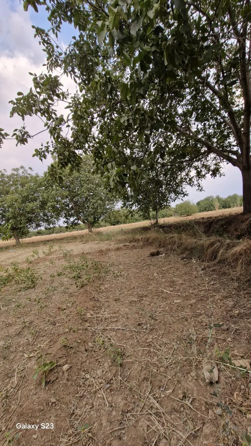 زمین کشاورزی در مریانج