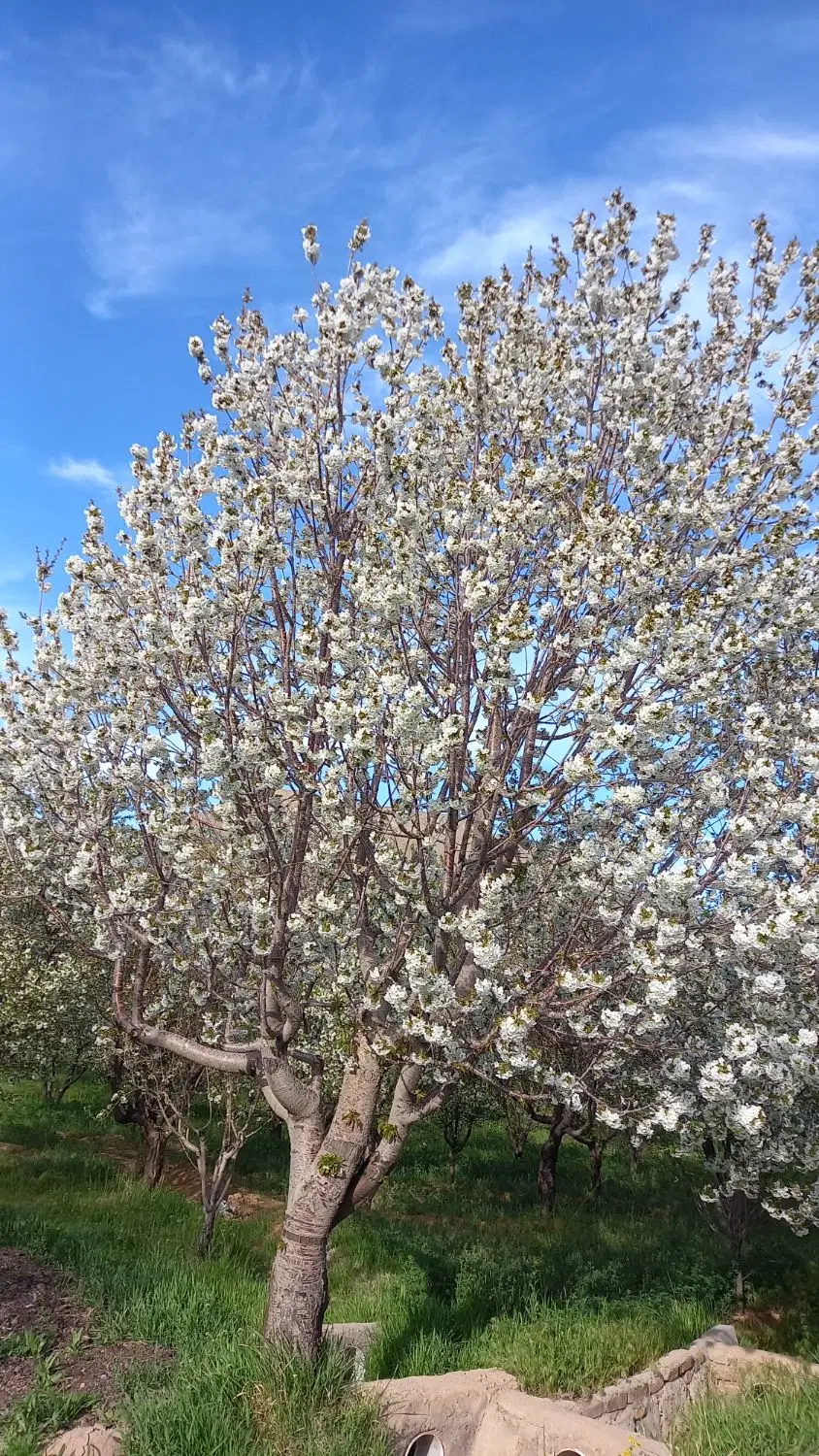 زمین باغی