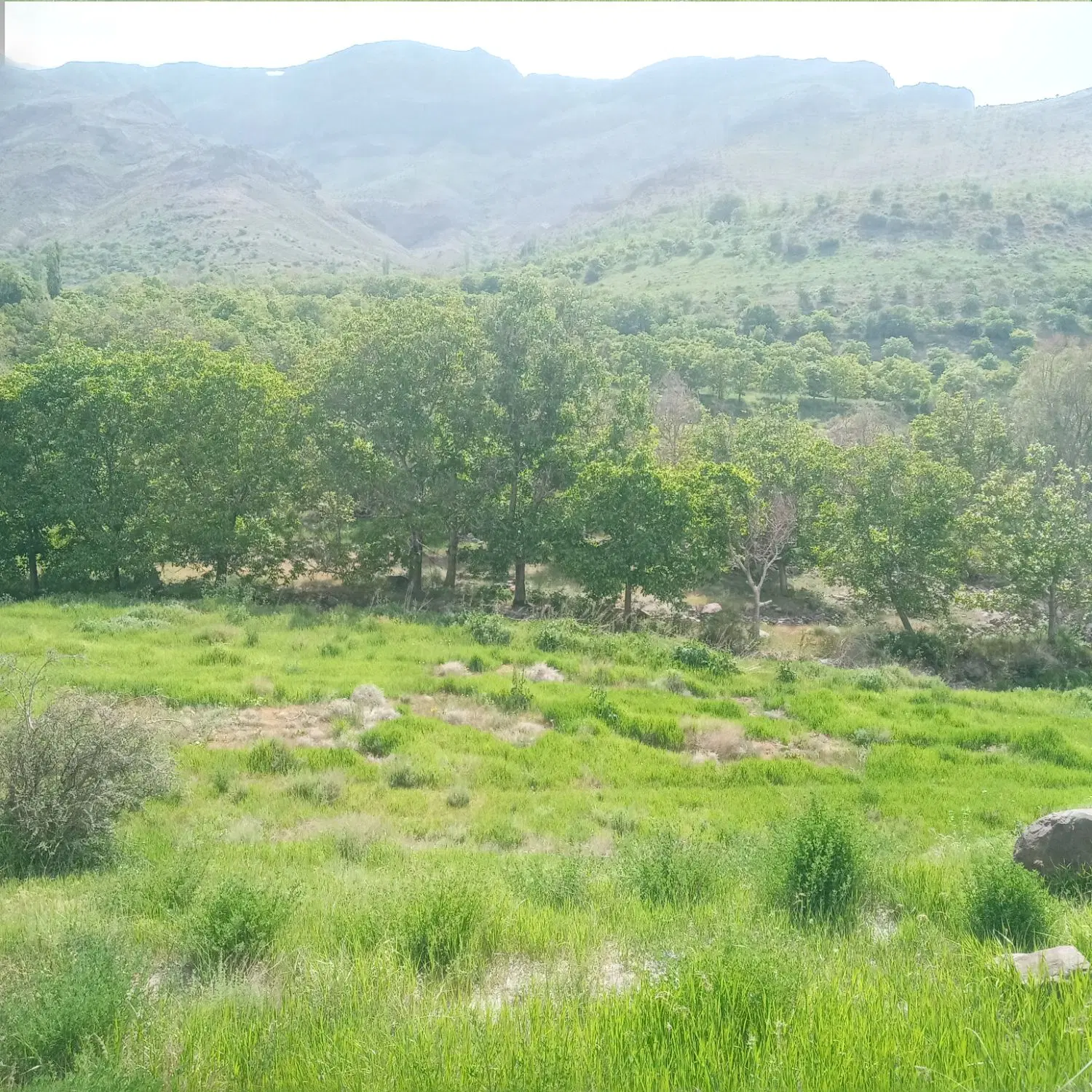 زمین شهرک امام