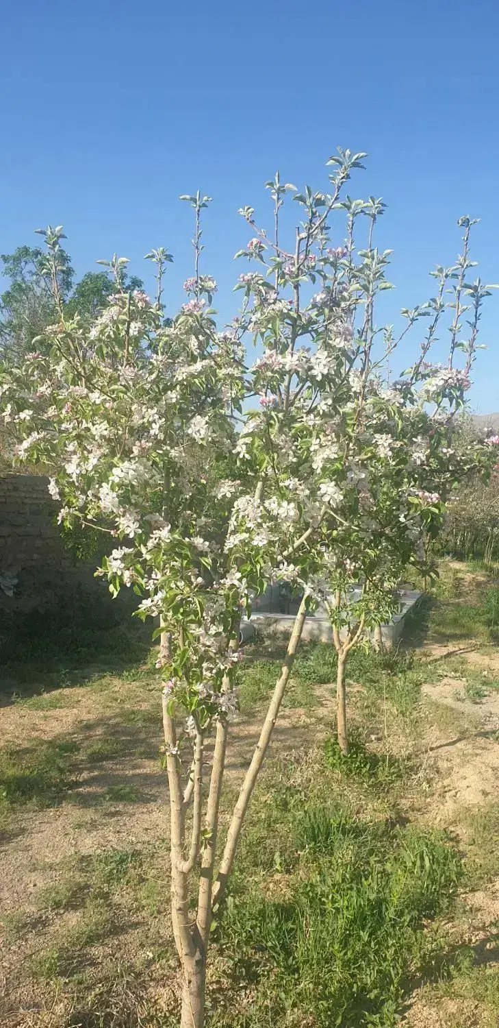 باغ ابتدای جاده تهران پشت قطب صنعتی