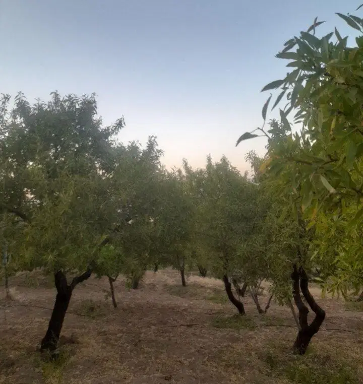 فروش باغ بادوم