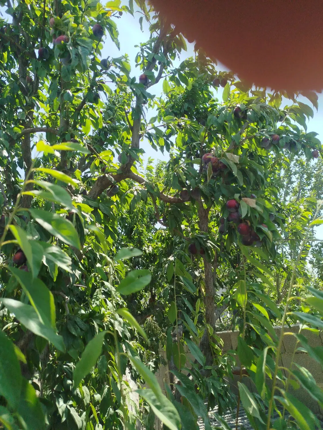 باغچه شهریار