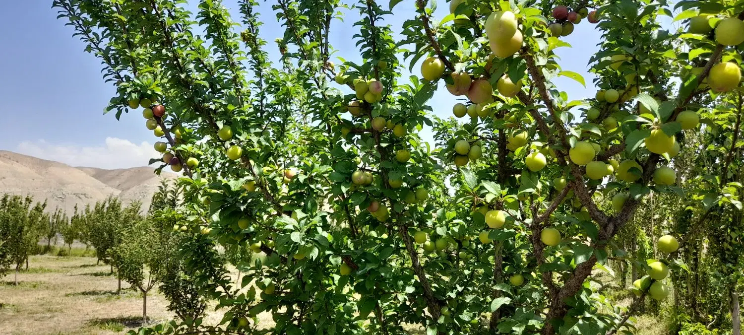 باغ فروشی در فیروزکوه