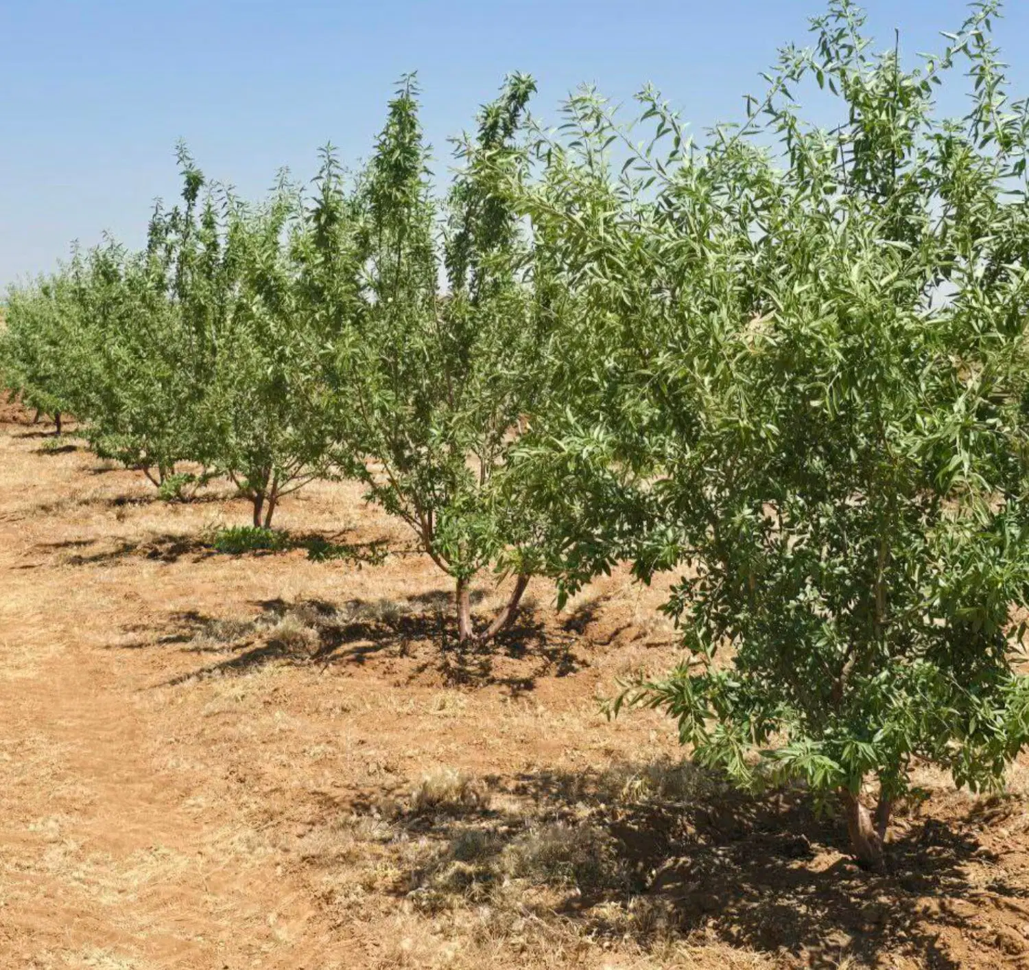 فروش زمین_باغ شهری شیراز بهترین لوکیشن ها