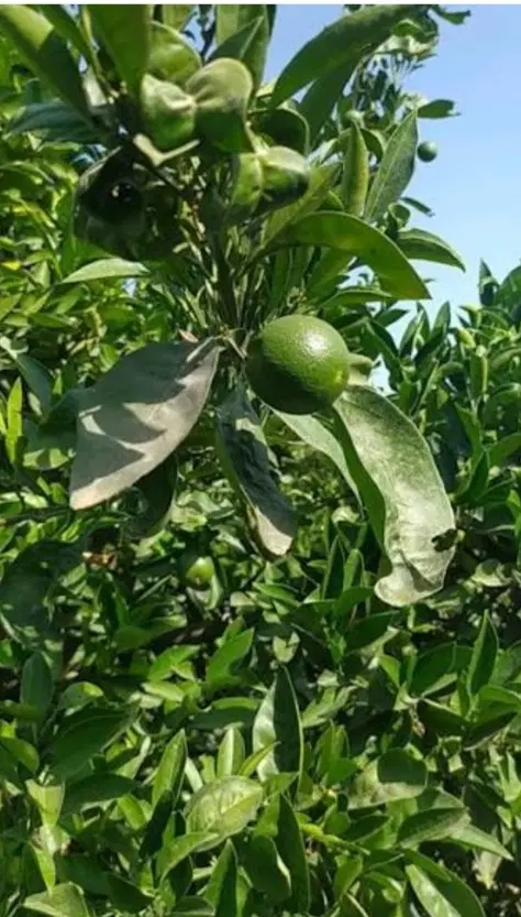 فروش باغچه ۱۰۰۰ متری