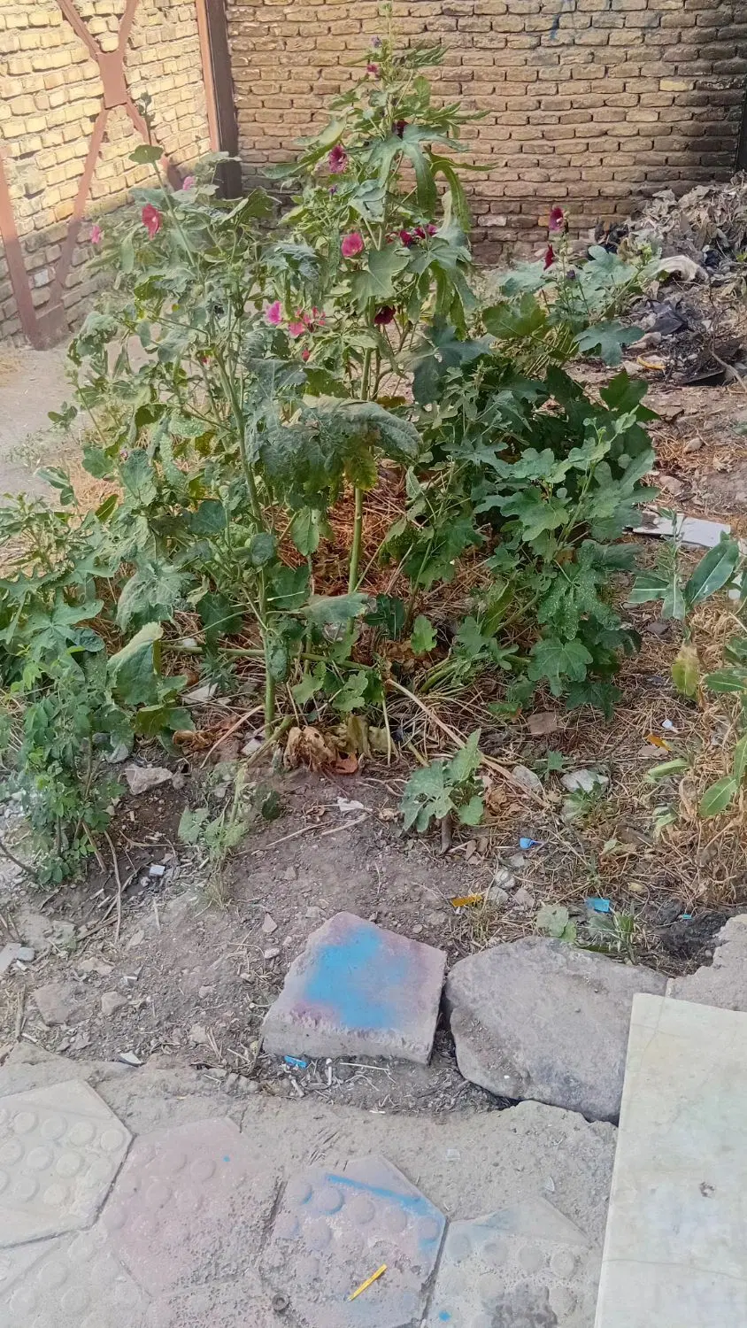 زمین ۱۵۰ متری