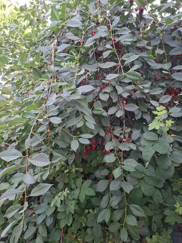 باغ مزایده ای در روستای امیر مراغه