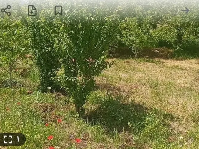 زمین چهارطرفش خونست معاوضه با خونه درروستا